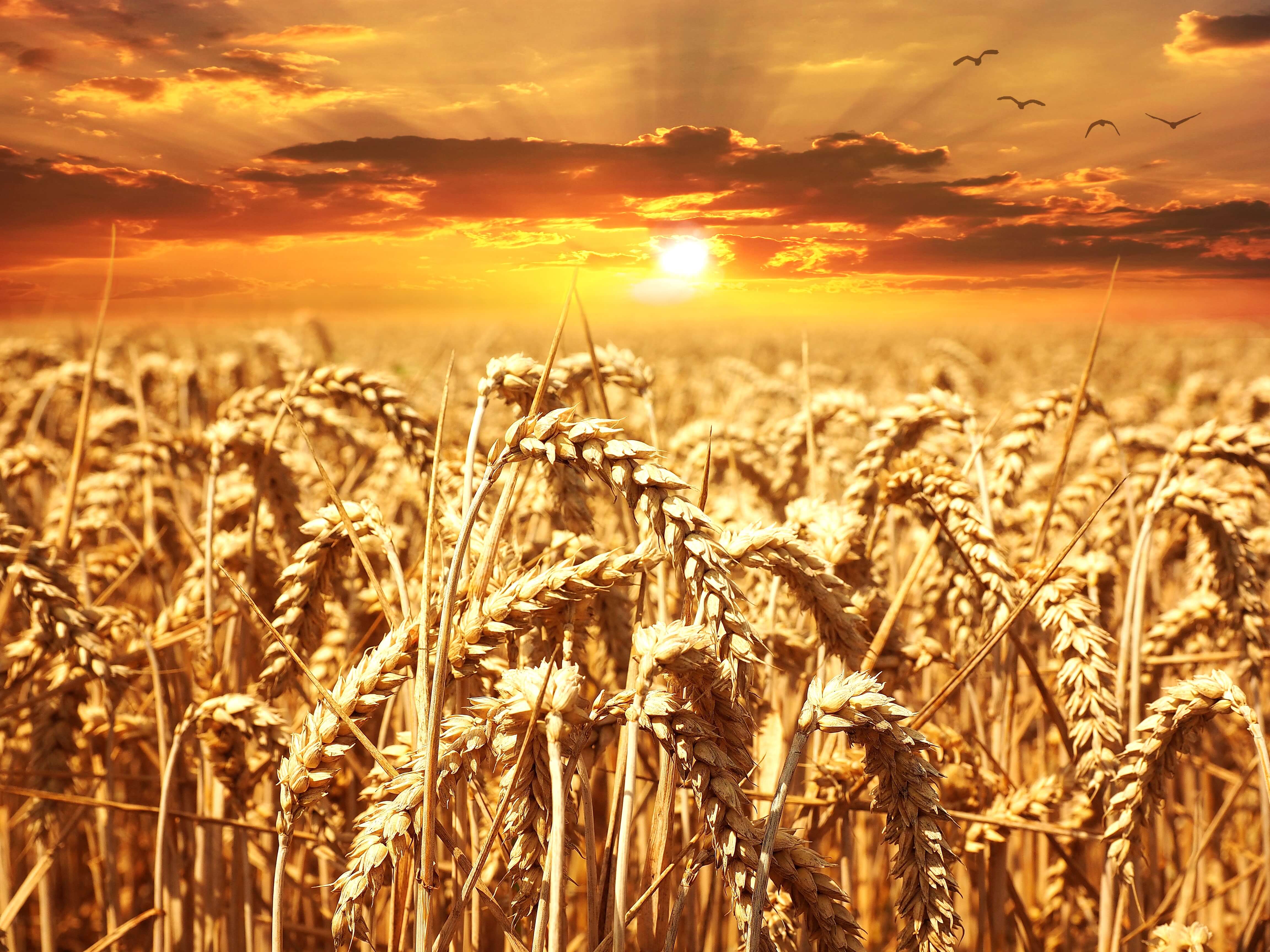 wheat-intolerance-do-you-have-it-test-my-intolerance-allergy